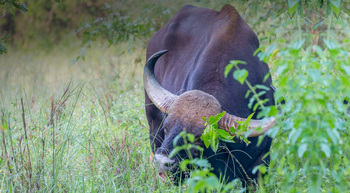 Flame of the Forest Safari Lodge: Gaurbulle