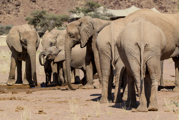 Hoanib Skeleton Coast Camp: Elefantenherde nahe des Camps