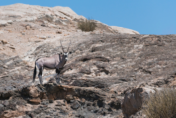 Hoanib Skeleton Coast Camp: Oryxantilope in den Hoanib-Bergen