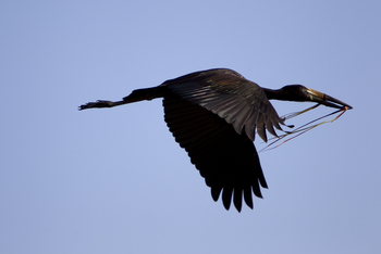 Kanana Camp: Klaffschnabelstorch