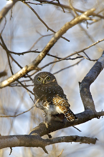 Konkamoya Lodge: Pearl-spotted Owlet - Glaucidium perlatum