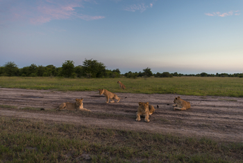 Leopard Plains: Löwen im Nxai Pan NP