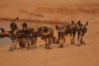 Little Vundu Camp Little Vundu Camp: Wildhundrudel