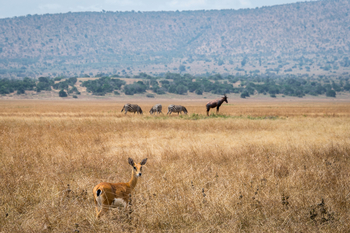 Magashi Camp: Schwarfersenantilope