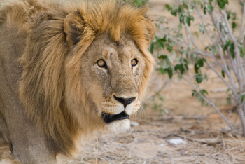Mushara Game Drive: Löwen