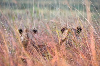 Ntemwa Busanga Bushcamp Ntemwa Busanga Bushcamp: Löwen im Gras