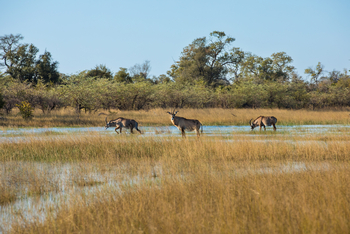 Okavango Explorers Camp Okavango Explorers Camp: Roan Antelope