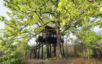 Pench Tree Lodge Pench Tree Lodge: Baumhaus unter Mahua-Baum