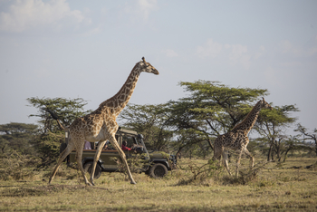 Richard's River Camp: Game Drive