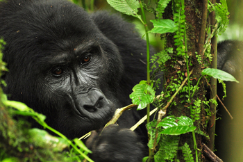 Sanctuary Gorilla Forest Camp: Portrait