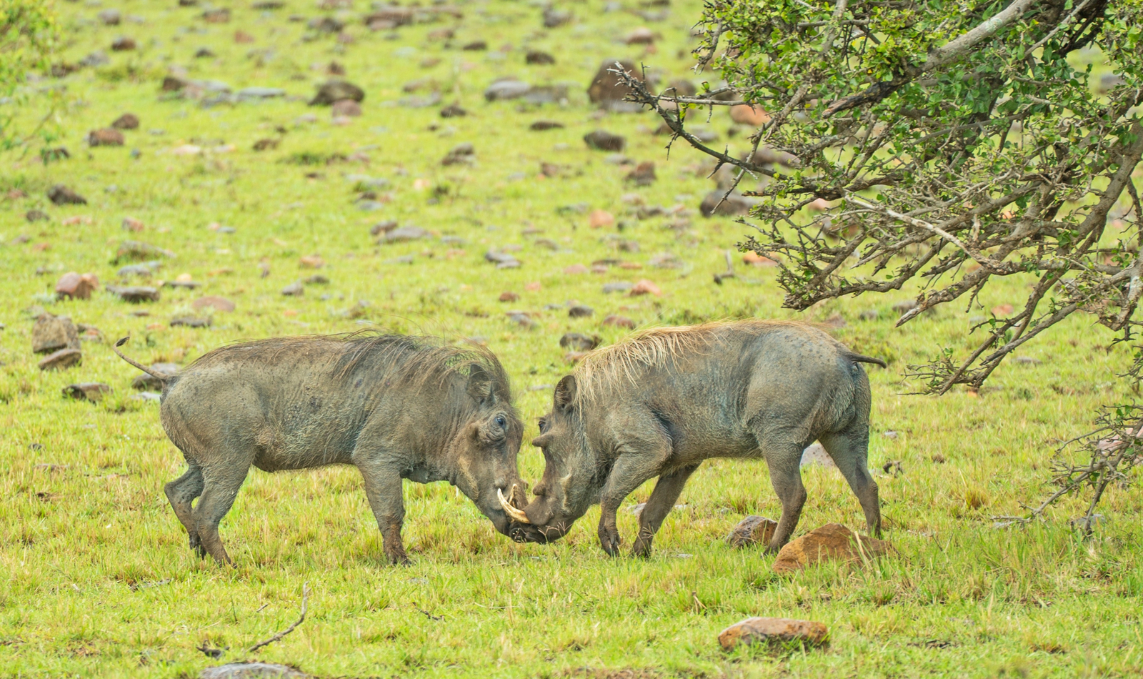 Saruni Eagle View Saruni Eagle View: Kämpfende Warzenschwine