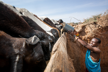 Saruni Rhino Camp: Kühe am trinken