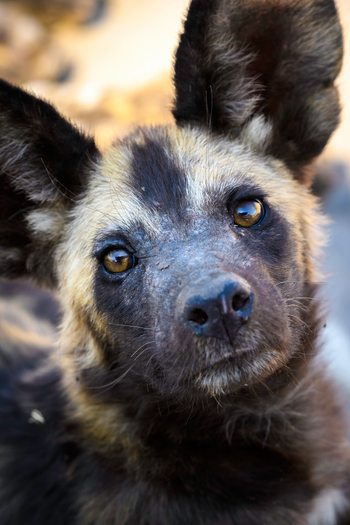 Savuti Camp Savuti Camp: Wildhund