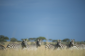 Sinigita Grumeti Game Reserve: Steppenzebras