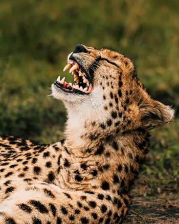 Soroi Mara Bush Camp: Gepardengebiss