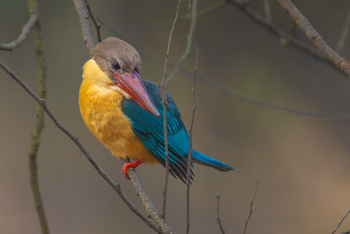 TUTC Sawai Shivir: Storck-billed Kingfisher