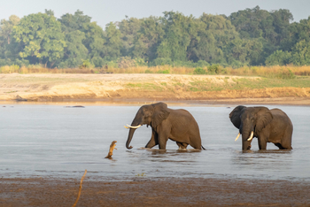 Time + Tide South Luangwa: Elefanten im Luangwa