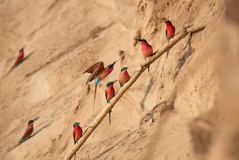 Time + Tide South Luangwa: Karminspinte