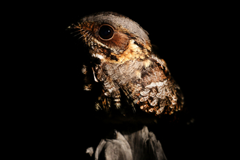 andBeyond Sandibe Okavango Safari Lodge: Nachtschwalbe