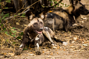 Amanzi Camp: Wildhund