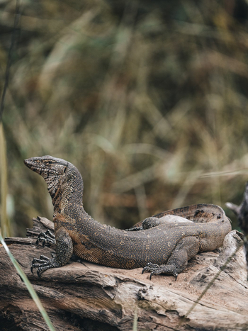 Anabezi Luxury Tented Camp: Nilwaran