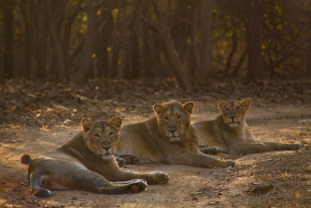 Asiatic Lion Lodge Asiatic Lion Lodge: Rast auf der Piste