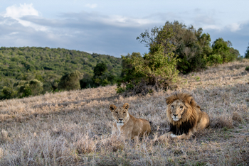 Borana Lodge Borana Lodge: Löwin und Löwe nebeneinander