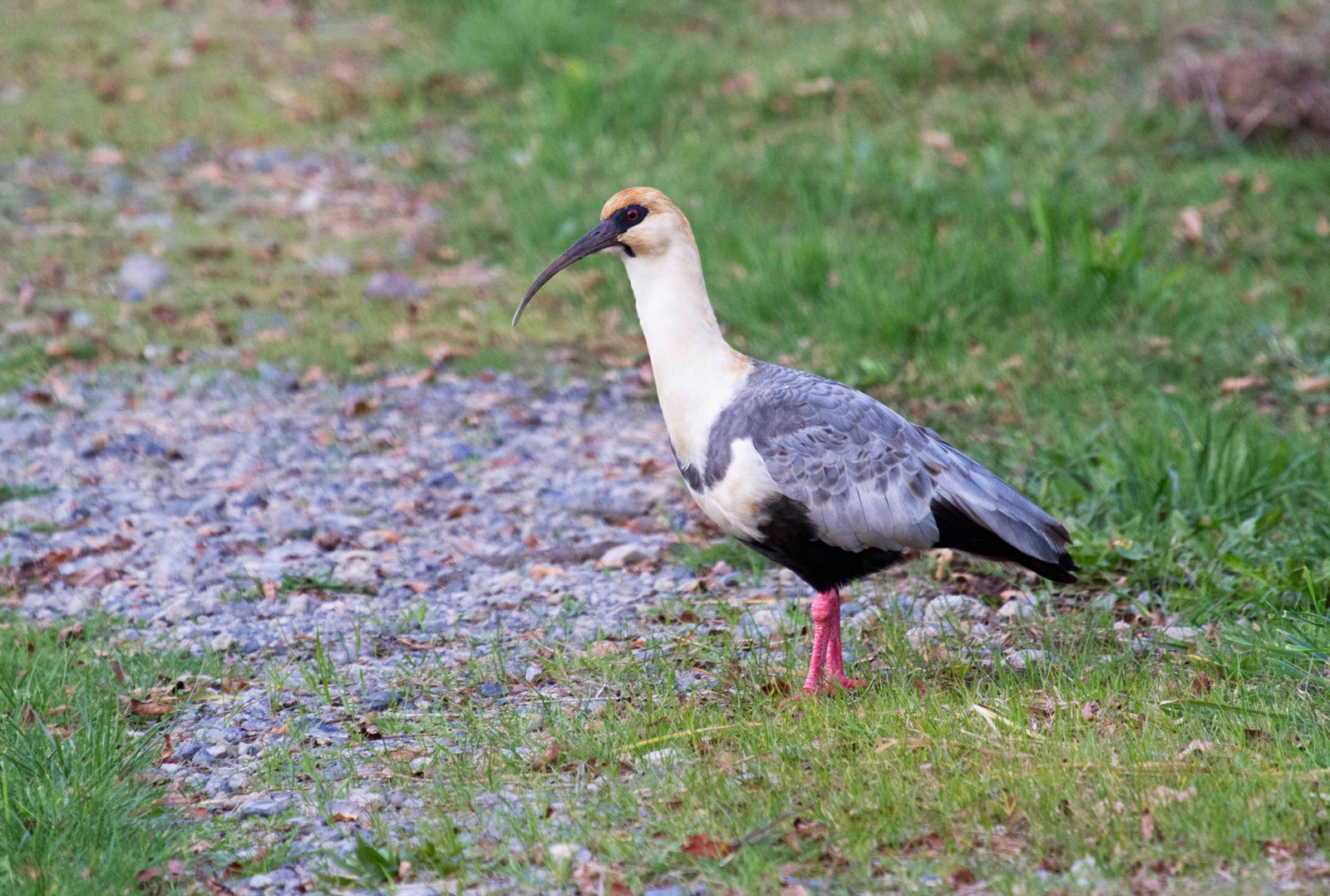 andBeyond Vira Vira Lodge andBeyond Vira Vira Lodge