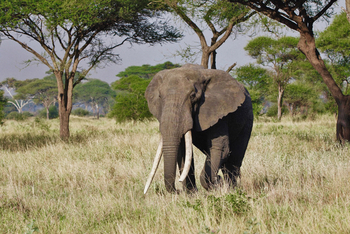 Chem Chem Lodge: Big Tusker