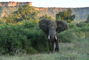 Chilo Ivory Trail Adventure: Elefantenbulle an den Chilojo Cliffs