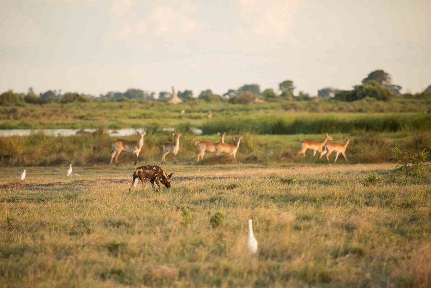 Duba Plains Camp