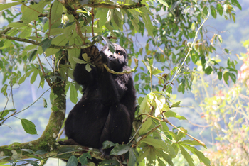 Haven Lodge: Luftiger Sitz
