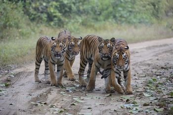 Shergarh Tented Camp: Tigergruppe
