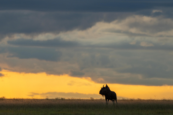 King Lewanika Lodge: Streifengnu von hinten