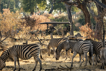 King's Pool Camp King's Pool Camp: Zebraherde