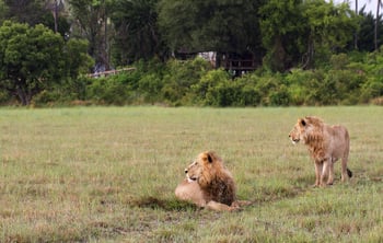 Kwetsani Camp: Zwei Löwen vor dem Camp