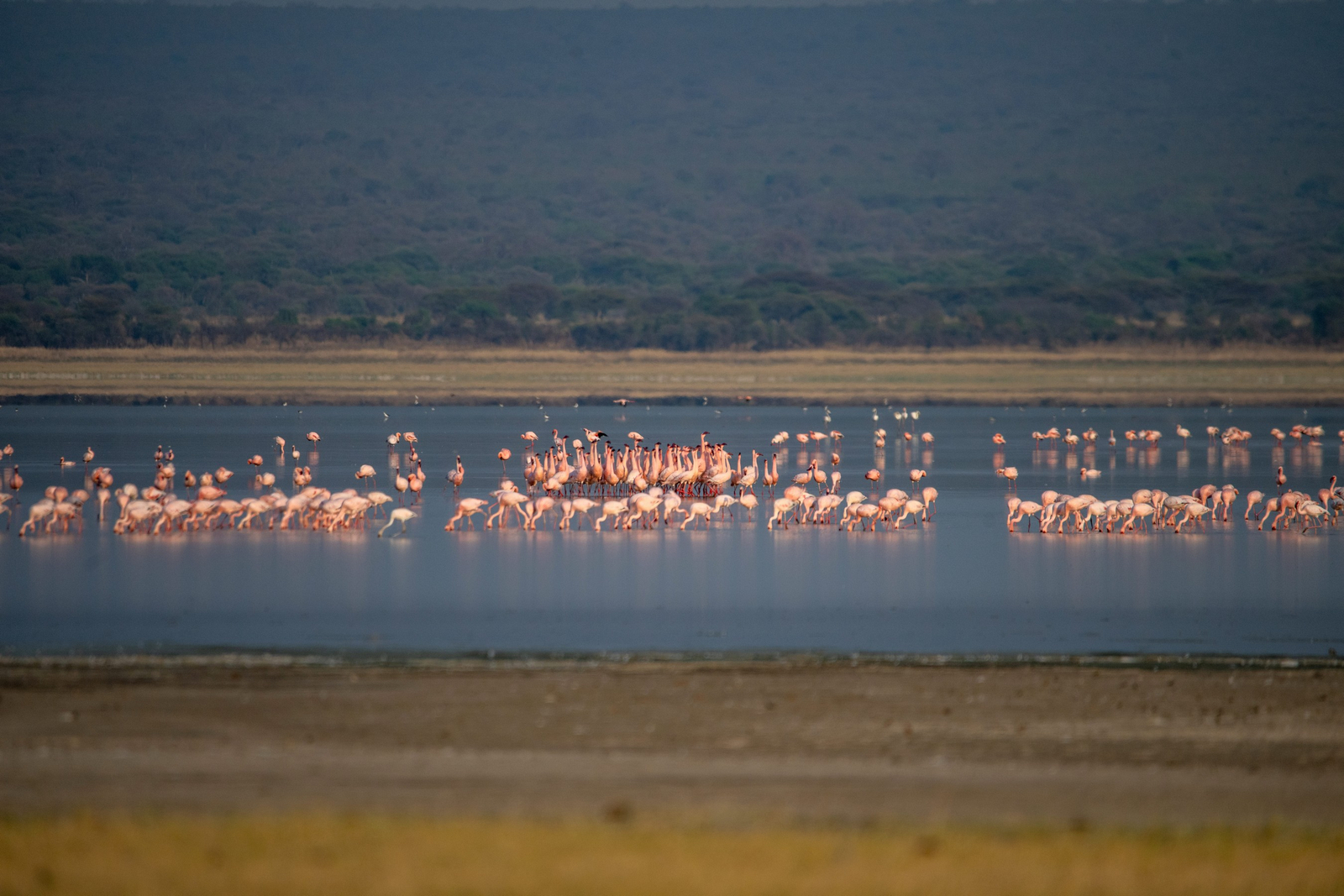 Lake Burunge Baobab Tented Lodge Lake Burunge Baobab Tented Lodge: Flamingos
