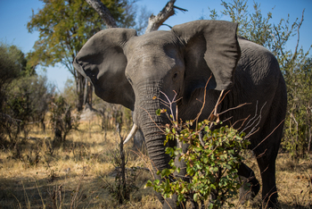 Monachira Camp: Elefant