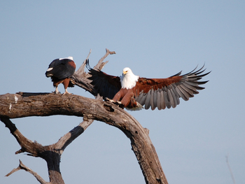 Muchenje Safari Lodge: Landender Fischadler