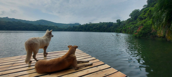 Ndali Lodge: Hunde am Steg