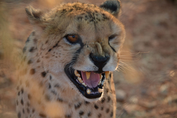 Okutala Lodge: Gepard