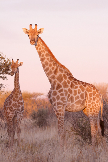 Old Traders Lodge: Giraffe