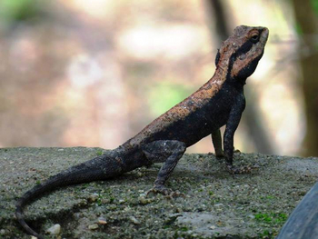 Pench Jungle Camp: Indian Rock Agama
