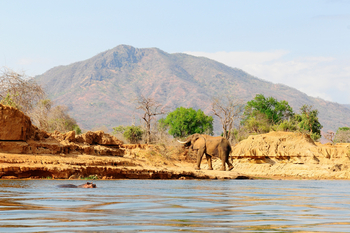 Royal Zambezi Lodge: Elefant am Fluss