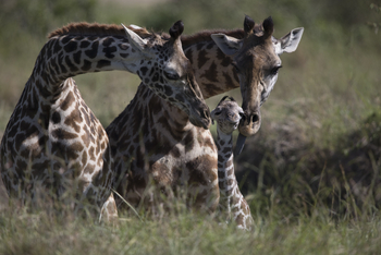 Saruni Eagle View Saruni Eagle View: Giraffen mit Kalb