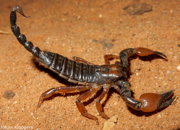 Saruni Samburu: Skorpion
