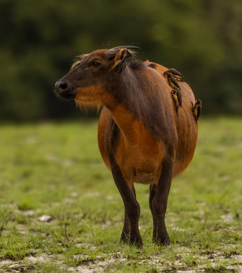 Sette Cama Eco Camp: Forerst Buffalo mit Madenhackern