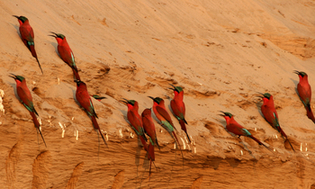 Shenton Safaris: Carmine Bee-Eater Hide