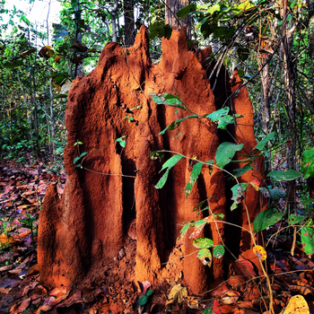 Shergarh Tented Camp: Termitenbau