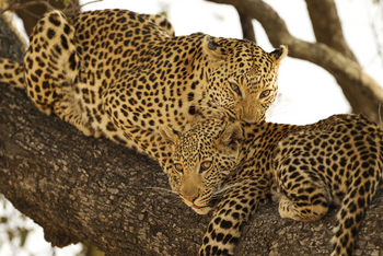Shinde Lodge Shinde Lodge: Leopardin mit Jungtier